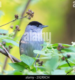 Seitenansicht der männlichen eurasischen Schwarzmütze in den Büschen (Sylvia atricapilla); dies ist ein schöner singender Vogel, der in städtischen Parks und Gärten präsent ist Stockfoto