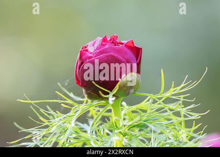 Rosafarbene Steppe Pfingstrose Nahaufnahmeschachtel (Paeonia tenuifolia); Knospe bereit zur Blüte Stockfoto