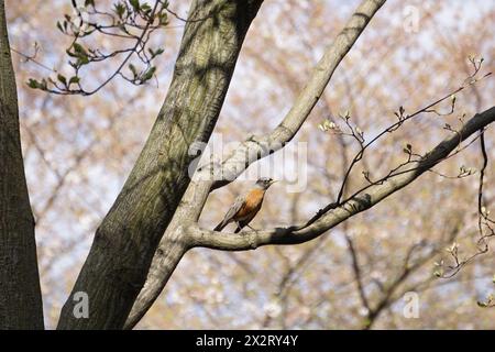 Ein einsamer amerikanischer Rotkehlchen sitzt zwischen den erwachenden Knospen, ein sicheres Zeichen für die sanfte Rückkehr des Frühlings. Stockfoto