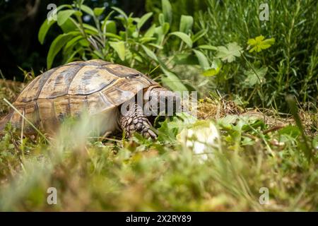 Hermann's Schildkröte isst Salat im Garten in Bayern Stockfoto