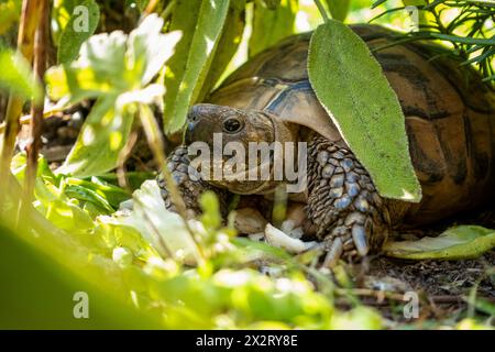 Hermanns Schildkröte krabbelt auf Gras im Garten in Bayern Stockfoto