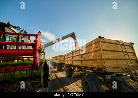 Mähdrescher entladen frisch geerntete Sojabohnen im Lkw auf dem Bauernhof Stockfoto