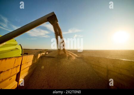 Mähdrescher entladen frisch geerntete Sojabohnen auf dem Feld Stockfoto