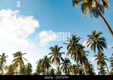 Mexiko, Sinaloa, Palmen, die gegen den Himmel wachsen Stockfoto