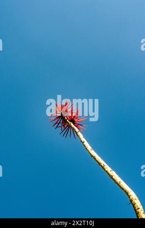 Mexiko, Sinaloa, Rote Blume blüht am klaren blauen Himmel Stockfoto