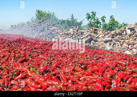 Mexiko, Sinaloa, rote Chilischoten, die auf offenem Feuer mit Holz und getrockneten Kokosnüssen rösten Stockfoto