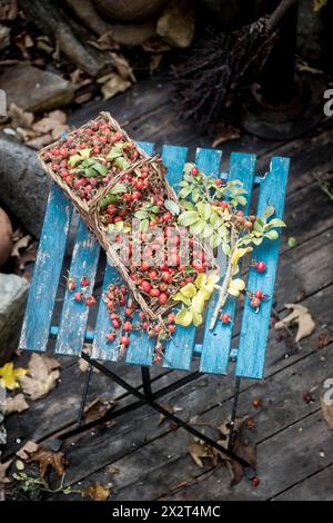 Frische Hüftrosen im Korb auf Holztisch im Garten Stockfoto