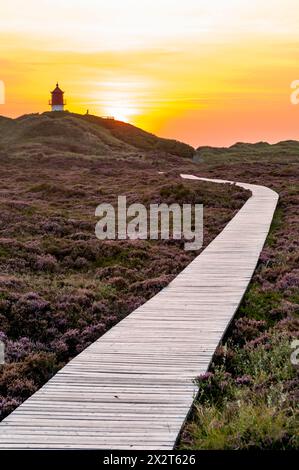 Deutschland, Schleswig-Holstein, Amrum, Boardwalk, der sich durch Heidemoor zum Leuchtturm im Hintergrund erstreckt Stockfoto