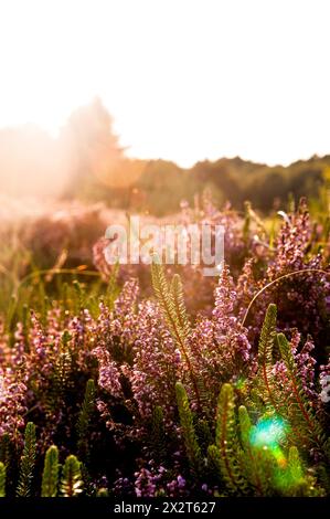 Deutschland, Schleswig-Holstein, Amrum, Heide blüht auf Sommerwiese bei Sonnenuntergang Stockfoto