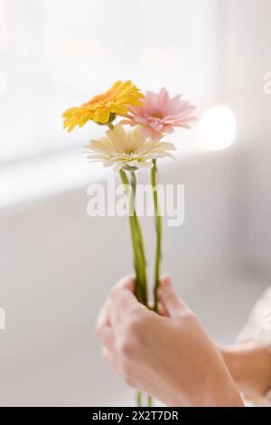 Hände einer Frau, die bunte Gerbera-Blumen hält Stockfoto