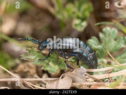 Schwarzölkäfer (Meloe proscarabaeus), männlich, Wallis, Schweiz Stockfoto