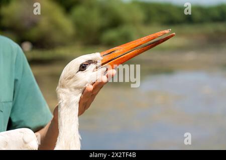 Ein behandelter Storch wird in der Türkei freigelassen Stockfoto