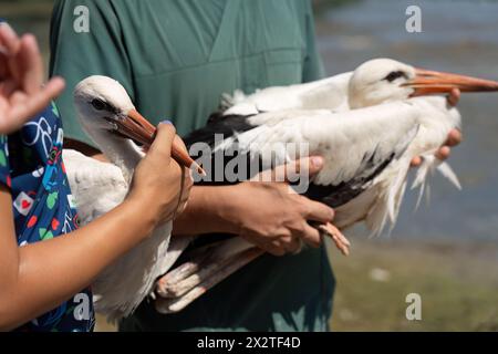 Ein behandelter Storch wird in der Türkei freigelassen Stockfoto
