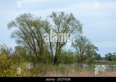 Bäume, Schilf, Wasser, Elbe, Elbtalaue bei Bleckede, Niedersachsen, Deutschland Stockfoto