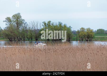 Bäume, Schilf, Wasser, Motorboot, Elbe, Elbtalaue bei Bleckede, Niedersachsen, Deutschland Stockfoto