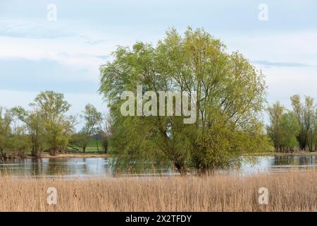 Bäume, Schilf, Wasser, Elbe, Elbtalaue bei Bleckede, Niedersachsen, Deutschland Stockfoto