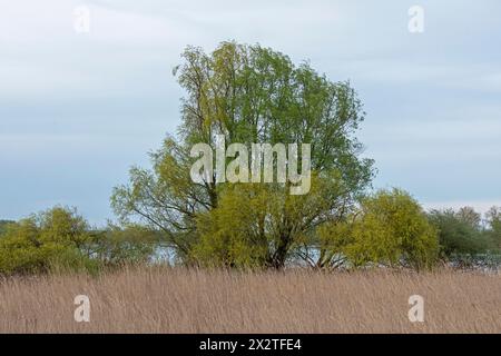 Bäume, Schilf, Wasser, Elbe, Elbtalaue bei Bleckede, Niedersachsen, Deutschland Stockfoto