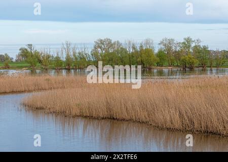 Bäume, Schilf, Wasser, Elbe, Elbtalaue bei Bleckede, Niedersachsen, Deutschland Stockfoto