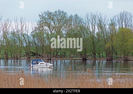 Bäume, Schilf, Wasser, Motorboot, Elbe, Elbtalaue bei Bleckede, Niedersachsen, Deutschland Stockfoto