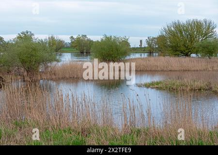 Ehemaliger Wachturm der DDR, Wachturm, Bäume, Schilf, Wasser, Elbe, Elbtalaue bei Bleckede, Niedersachsen, Deutschland Stockfoto