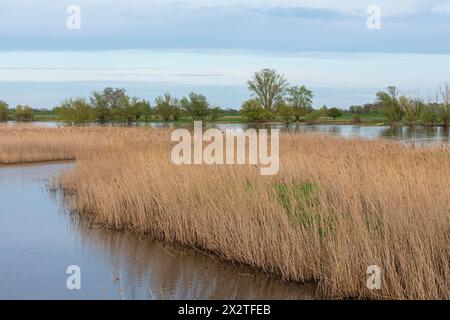 Bäume, Schilf, Wasser, Elbe, Elbtalaue bei Bleckede, Niedersachsen, Deutschland Stockfoto