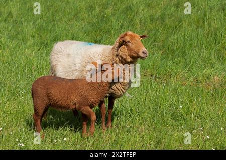 Schaf, Lamm, Braun, Schaf, Elbdeich bei Bleckede, Niedersachsen, Deutschland Stockfoto