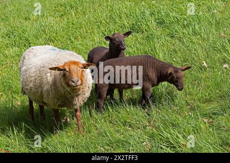 Schafe, Lämmer, Schwarze, Schafe, Elbdeich bei Bleckede, Niedersachsen, Deutschland Stockfoto