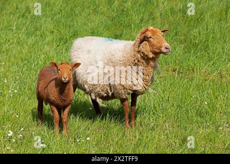 Schaf, Lamm, Braun, Schaf, Elbdeich bei Bleckede, Niedersachsen, Deutschland Stockfoto