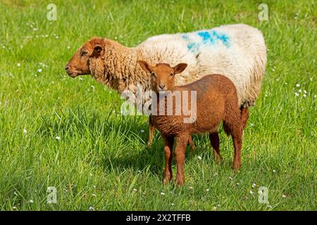 Schaf, Lamm, Braun, Schaf, Elbdeich bei Bleckede, Niedersachsen, Deutschland Stockfoto