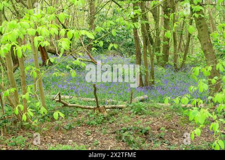 Ein Teppich aus Glockenblöcken neben umgestürzten Bäumen in Trosley-Wäldern Stockfoto