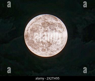 Glasgow, Schottland, Großbritannien. 23. April 2024: Wetter in Großbritannien: Vollmond in einer bewölkten Nacht. Der Aprilvollmond oder der rosafarbene Vollmond ist unter verschiedenen Namen bekannt, wie der sprießende Grasmond, der wachsende Mond und der Fischmond. Glasgow, Schottland, Großbritannien. 23. April 2024: Wetter in Großbritannien: Vollmond in einer bewölkten Nacht. Der Aprilvollmond oder der rosafarbene Vollmond ist unter verschiedenen Namen bekannt, wie der sprießende Grasmond, der wachsende Mond und der Fischmond. Credit Gerard Ferry/Alamy Live News Stockfoto