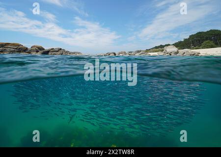 Sardellenfischschschule unter Wasser im Atlantik in der Nähe der Küste, geteilter Blick über und unter der Wasseroberfläche, Naturszene, Spanien, Galicien Stockfoto