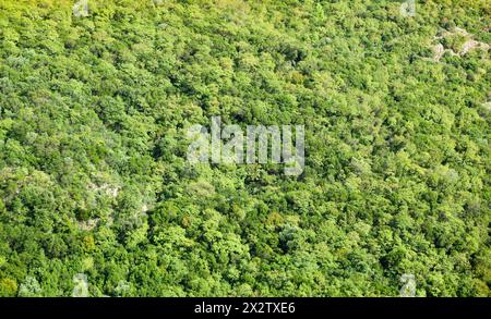 Ein Blick aus der Vogelperspektive auf den Wald, der auf dem Berg wächst. Ökosystem und gesunde Umwelt. Textur von grünem Wald mit Bäumen. Horizontal. Stockfoto