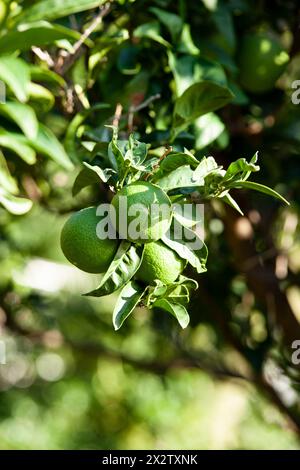 Grüne Mandarinen, die auf einem Baum wachsen. Unreife Zitrusmandarine auf einem grünen Zweig. Nahaufnahme eines noch nicht Reifen Mandarinenzweigs. Der Begriff der Frische Stockfoto