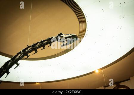 Dinosaurierskelette Im Senckenberg-Museum Frankfurt Stockfoto