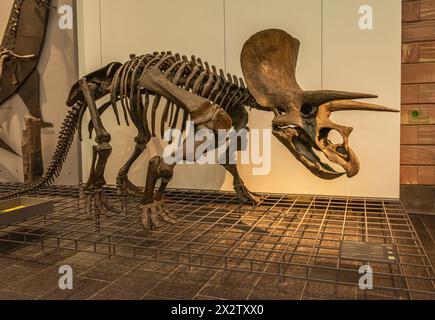 Dinosaurierskelette Im Senckenberg-Museum Frankfurt Stockfoto