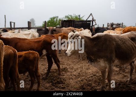 Kühe, Rinder auf einer Ranch in Argentinien. Stockfoto