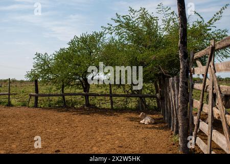 Das Kalb saß in seinem Korral auf einer Ranch in Argentinien. Stockfoto