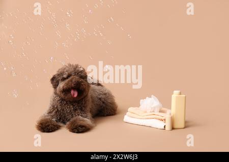 Niedlicher Pudelhund mit Handtüchern, Badeschwamm, Flaschen Shampoo und Seifenblasen auf braunem Hintergrund Stockfoto