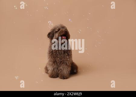 Niedlicher Pudelhund und Seifenblasen auf braunem Hintergrund Stockfoto