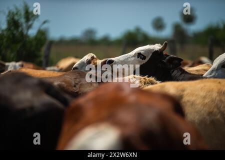 Kuh, Rinder auf einer Ranch in Argentinien Stockfoto