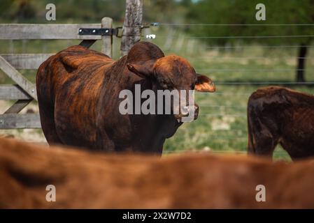 Kuh, Rinder auf einer Ranch in Argentinien Stockfoto