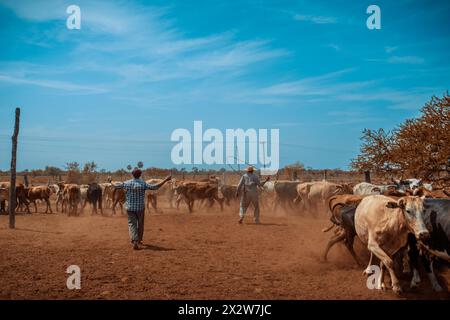 Vieharbeiter im Dienst während der Impfsaison auf einer argentinischen Ranch. Stockfoto