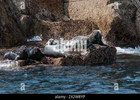 Atlantikrobbe auf den Felsen der Insel Stockfoto