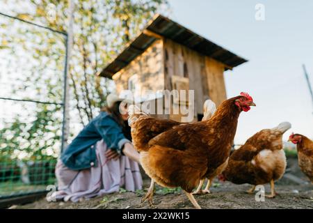 Ein großes rotes Huhn in einem Hühnerstall, während es von einer Farmerin gefüttert wird Stockfoto