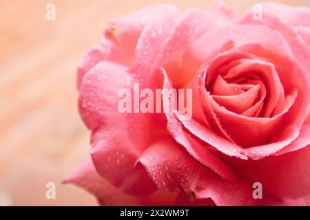 Sanft rosa Rosenknospen mit Wassertropfen aus nächster Nähe. Makroblumenkister, Staubblätter, Blütenblätter. Mit Blumenmotiv. Aromatische Teerose für die kosmetische Herstellung. Stockfoto