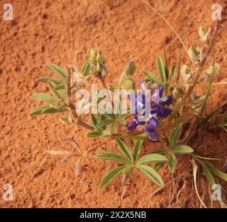 ZwergLupine (Lupinus pusillus) lila Wildblume im Arches National Park, Utah Stockfoto