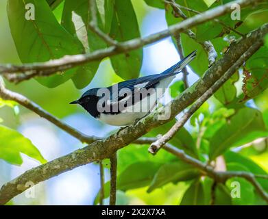 Ein Schwarzer Blauer Warbler (Setophaga caerulescens), der auf einem Baum auf der Suche ist. Texas, USA. Stockfoto