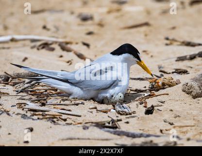 Eine Sternula antillarum, die auf ihrem Nest sitzt. Texas, USA. Stockfoto