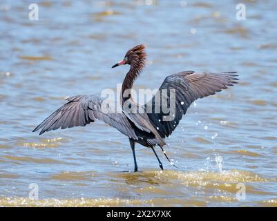 Ein rötlicher Egret (Egretta rufescens) im Zuchtgefieder. Texas, USA. Stockfoto